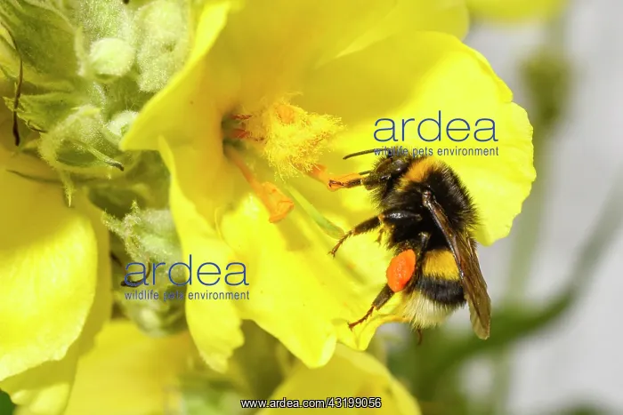 : Bumblebee (Bombus) collecting pollen from a mullein : Bumblebee (Bombus) collecting pollen from a mullein