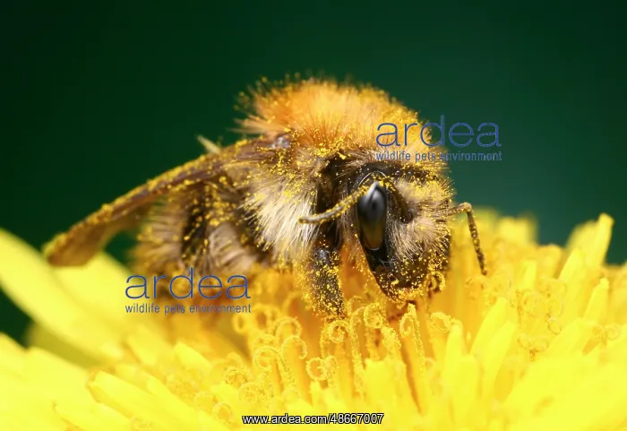 : Bumblebee (Bombus pascuorum) full of pollen on yellow flower : Bumblebee (Bombus pascuorum) full of pollen on yellow flower