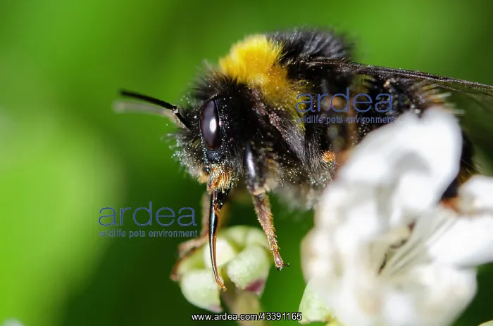 : Bumblebee (Bombus sp) feeding using proboscis in : Bumblebee (Bombus sp) feeding using proboscis in