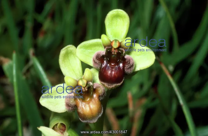 : Bumblebee / Bumble-bee Orchid : Bumblebee / Bumble-bee Orchid