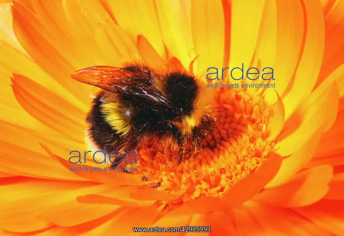 : BUMBLEBEE - collecting pollen : BUMBLEBEE - collecting pollen