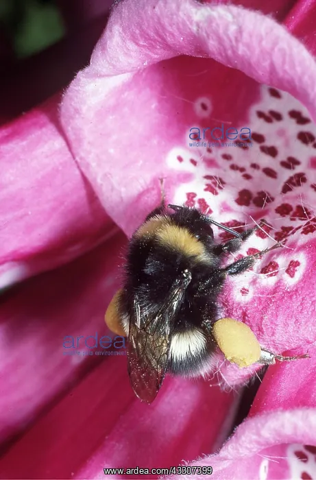 : BUMBLEBEE - collecting pollen from foxglove showing : BUMBLEBEE - collecting pollen from foxglove showing
