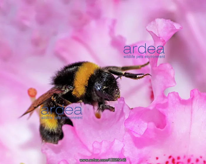: Bumblebee collecting pollen at a pink rhododendron blossom : Bumblebee collecting pollen at a pink rhododendron blossom
