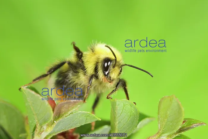 : Bumblebee - on cotoneaster leaves : Bumblebee - on cotoneaster leaves
