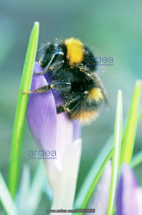  : BUMBLEBEE - on crocus flower