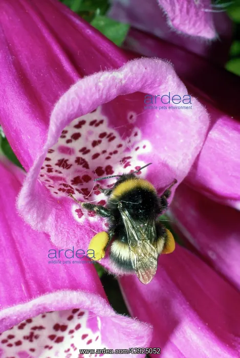 : Bumblebee - entering foxglove flower - pollination : Bumblebee - entering foxglove flower - pollination