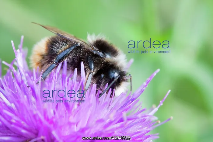 : Bumblebee - feeding on Black Knapweed flower in a meadow : Bumblebee - feeding on Black Knapweed flower in a meadow