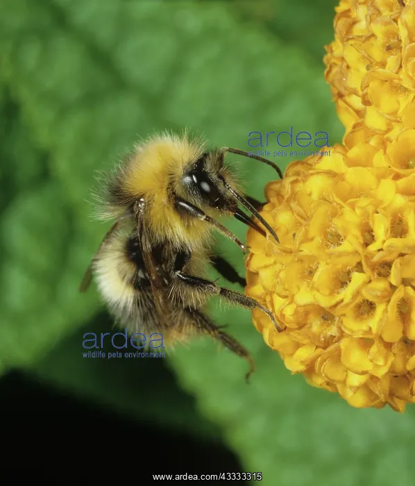 : Bumblebee feeding on Buddleia : Bumblebee feeding on Buddleia