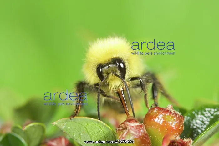 : Bumblebee - feeding from cotoneaster flowers