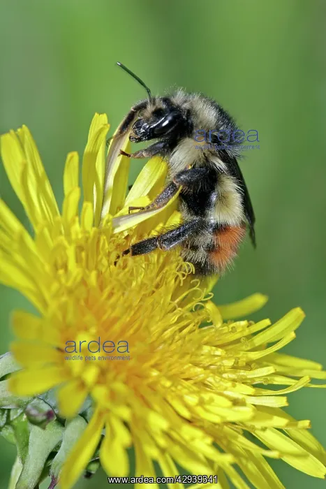 : Bumblebee feeding on dandelion flower, closeup : Bumblebee feeding on dandelion flower, closeup