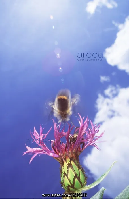 : BUMBLEBEE - In flight at Cornflower : BUMBLEBEE - In flight at Cornflower