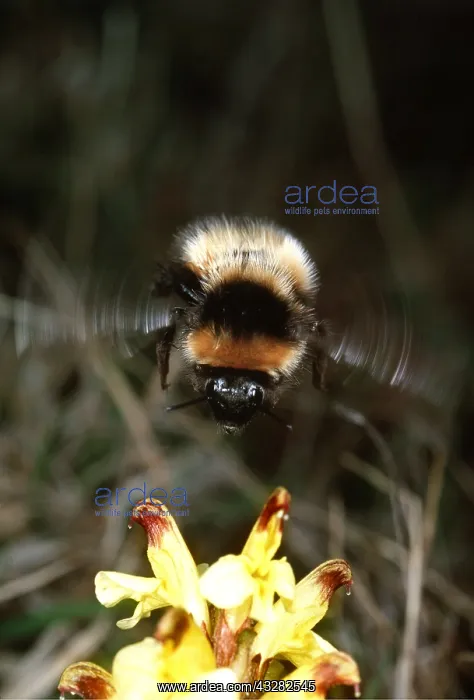 : BUMBLEBEE - In flight over Flowering Pedicularis : BUMBLEBEE - In flight over Flowering Pedicularis