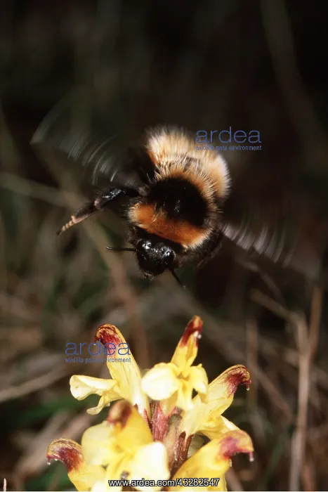 : BUMBLEBEE - IN FLIGHT over flowering Pedicularis oederi : BUMBLEBEE - IN FLIGHT over flowering Pedicularis oederi