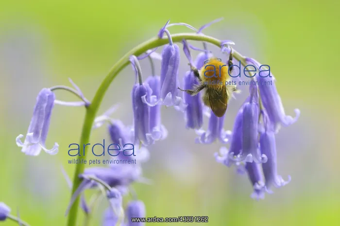 : Bumblebee on a flower meadow of bluebells France : Bumblebee on a flower meadow of bluebells France