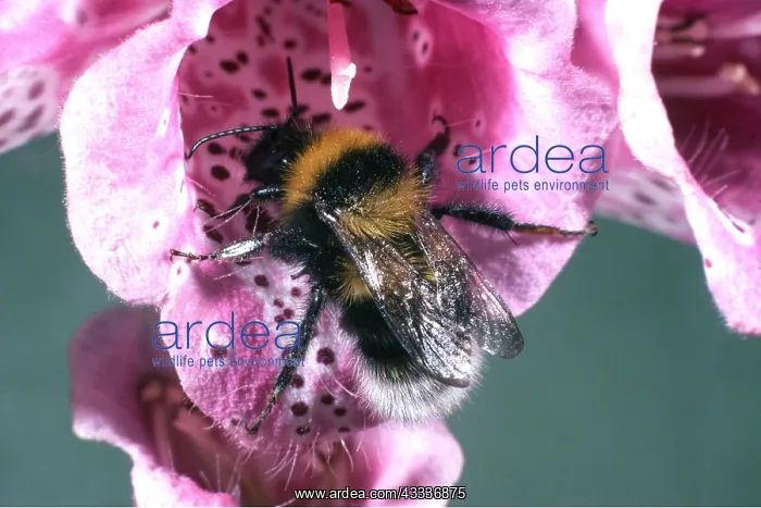  : BUMBLEBEE ON FOXGLOVE
