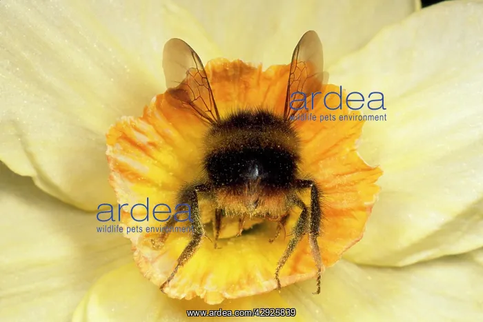 : BUMBLEBEE - Gathering pollen in Daffodil flower : BUMBLEBEE - Gathering pollen in Daffodil flower