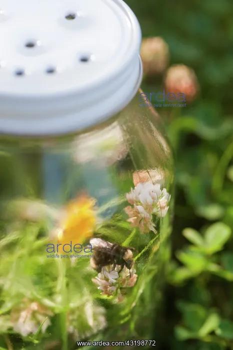 : Bumblebee in glass jar : Bumblebee in glass jar