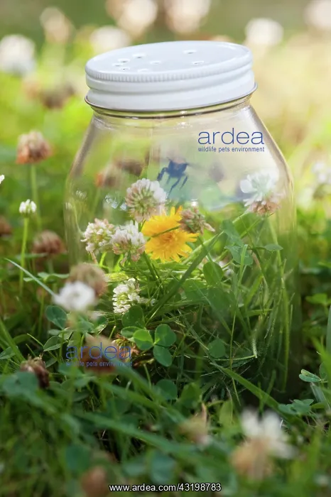 : Bumblebee in glass jar : Bumblebee in glass jar