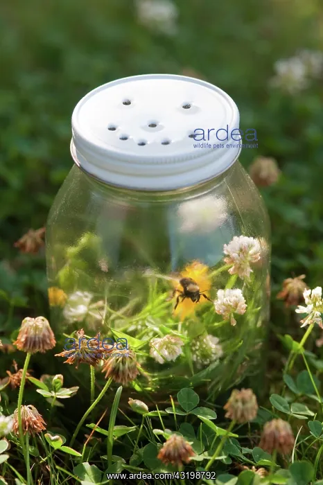 : Bumblebee in glass jar : Bumblebee in glass jar