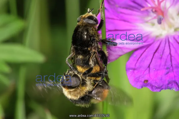  : Bumblebee Hoverflies (Volucella bombylans), animal
