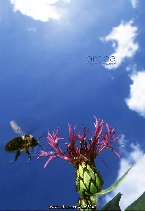 : BUMBLEBEE -IN FLIGHT by Cornflower : BUMBLEBEE -IN FLIGHT by Cornflower