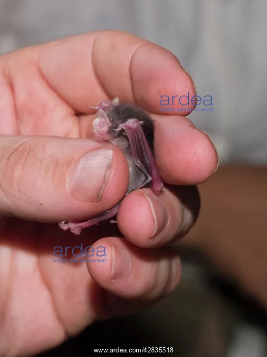  : Bumblebee  /  Kitti's Hog Nosed Bat - being handled