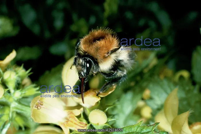 : BUMBLEBEE / Moss Carder Bee - at flower, pollination : BUMBLEBEE / Moss Carder Bee - at flower, pollination