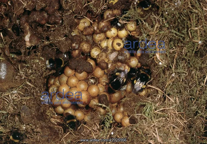  : Bumblebee Nest