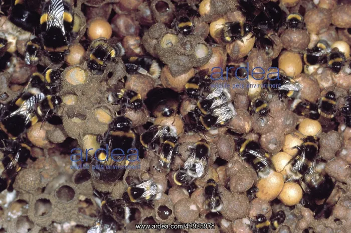  : Bumblebee - Nest