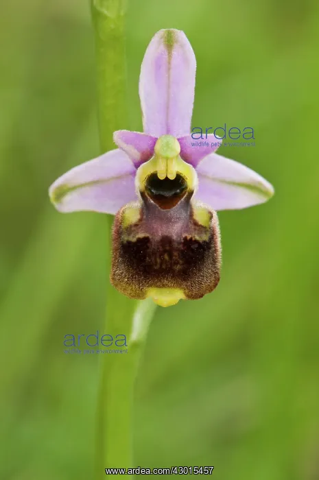 : Bumblebee Orchid