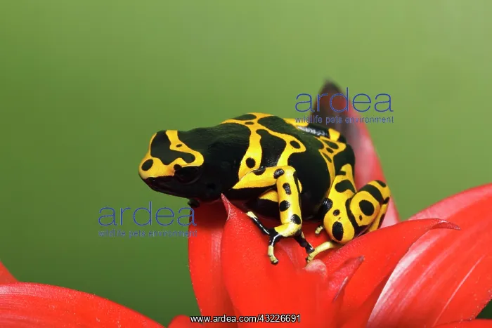 : Bumblebee Poison Frog, aka Yellow-Banded : Bumblebee Poison Frog, aka Yellow-Banded