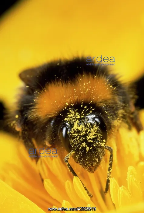 : Bumblebee - with pollen : Bumblebee - with pollen