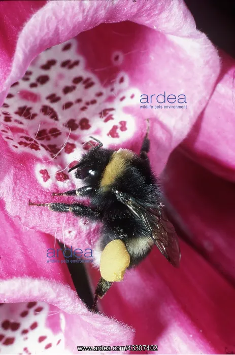 : BUMBLEBEE - pollinating foxglove, clump of pollen : BUMBLEBEE - pollinating foxglove, clump of pollen