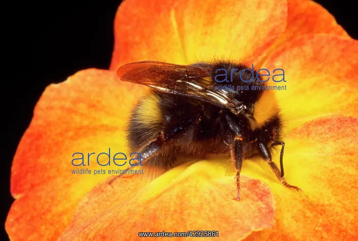 : Bumblebee - on Primula flower : Bumblebee - on Primula flower