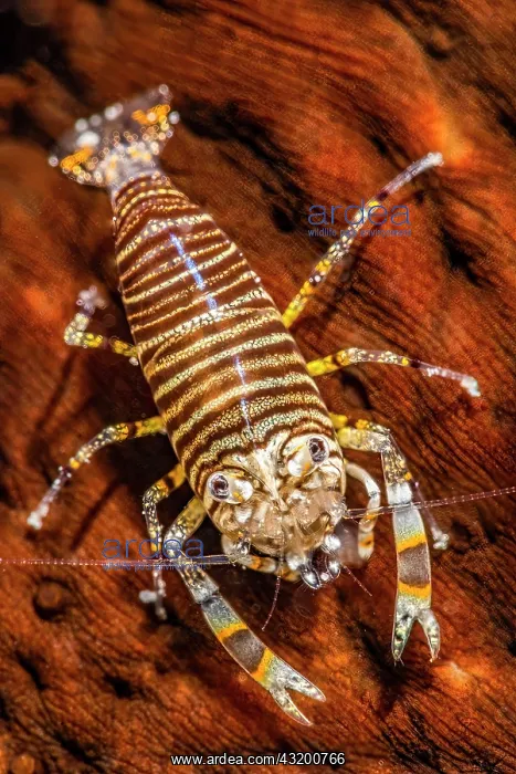 : Bumblebee shrimp (Gnathophyllum americanum) on Leopard : Bumblebee shrimp (Gnathophyllum americanum) on Leopard