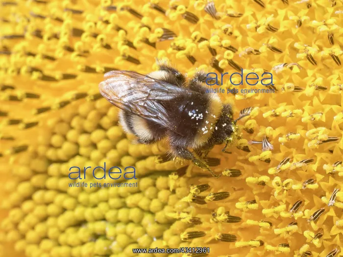 : Bumblebee on sunflower - UK : Bumblebee on sunflower - UK