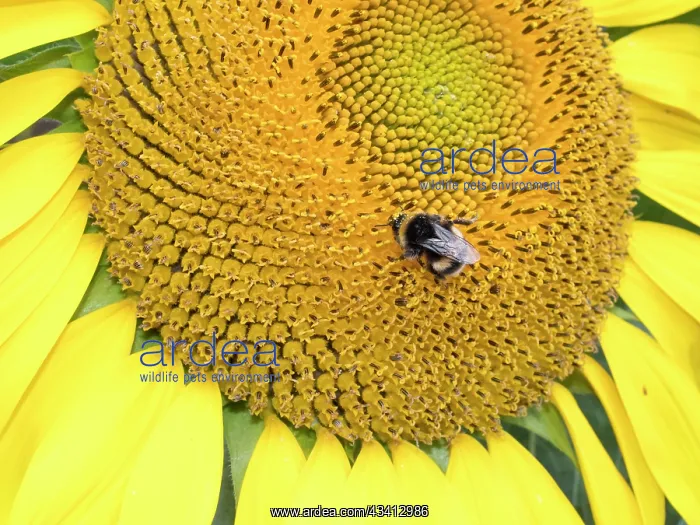 : Bumblebee on sunflower - UK : Bumblebee on sunflower - UK
