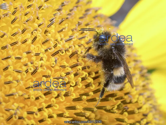 : Bumblebee on sunflower - UK : Bumblebee on sunflower - UK