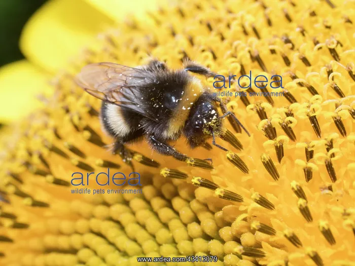 : Bumblebee on sunflower - UK : Bumblebee on sunflower - UK