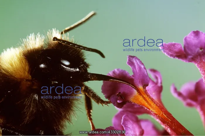 : BUMBLEBEE - TONGUE IN FLOWER, drinking nectar : BUMBLEBEE - TONGUE IN FLOWER, drinking nectar