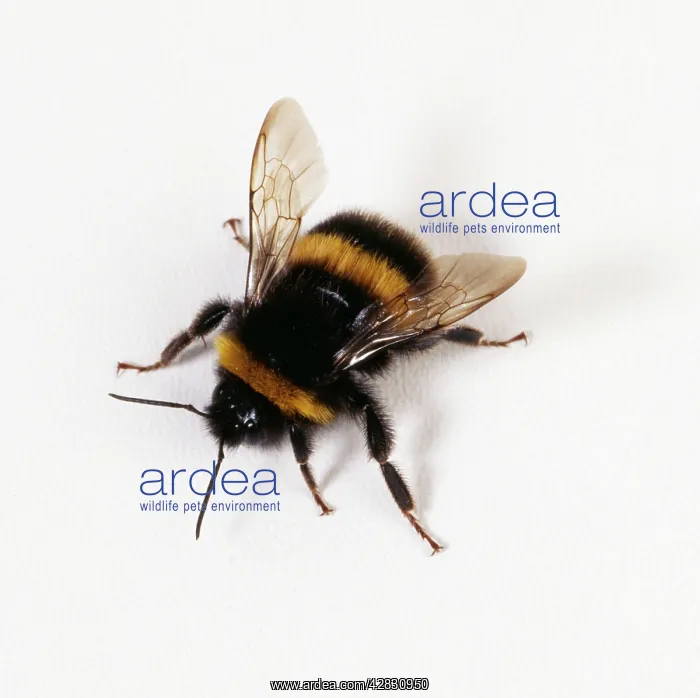 : BUMBLEBEE - with white background : BUMBLEBEE - with white background
