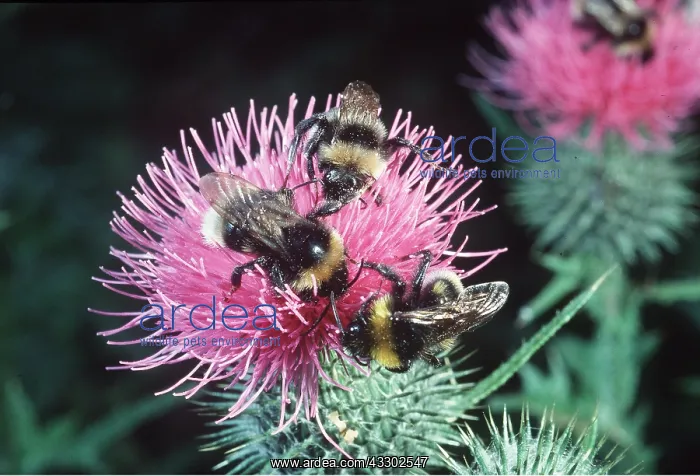 : BUMBLEBEES - 3 on Spear Thistle : BUMBLEBEES - 3 on Spear Thistle