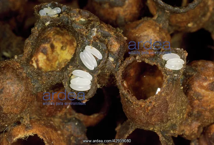 : Bumblebee's Nest - cells exposed to show eggs : Bumblebee's Nest - cells exposed to show eggs