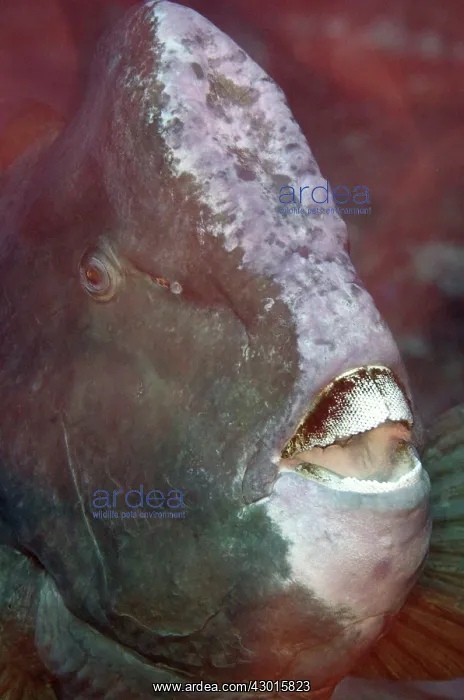 : Bumphead Parrotfish : Bumphead Parrotfish