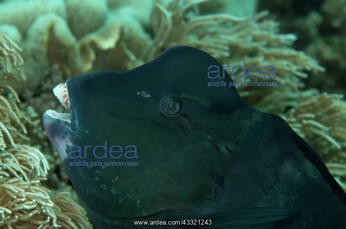 : Bumphead Parrotfish : Bumphead Parrotfish