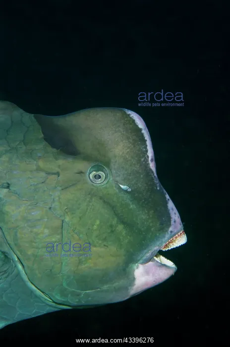 : Bumphead Parrotfish : Bumphead Parrotfish