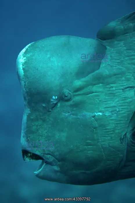 : Bumphead Parrotfish : Bumphead Parrotfish