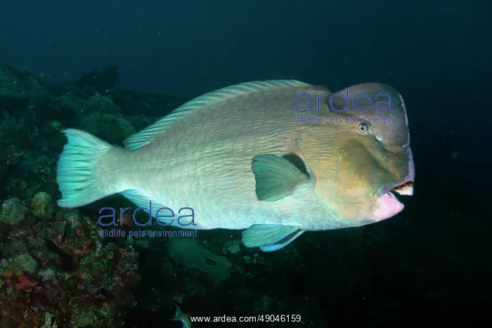 : Bumphead Parrotfish : Bumphead Parrotfish