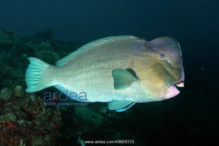 : Bumphead Parrotfish - Liberty wreck dive site, Tulamben : Bumphead Parrotfish - Liberty wreck dive site, Tulamben