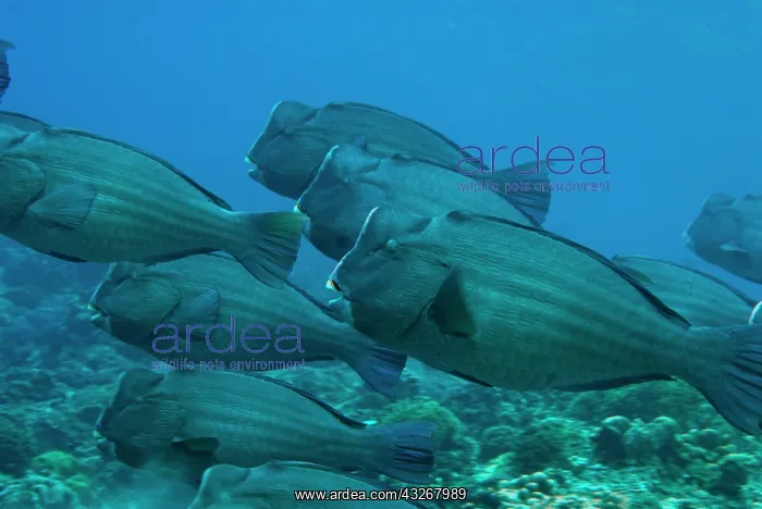 : Bumphead Parrotfish - school : Bumphead Parrotfish - school